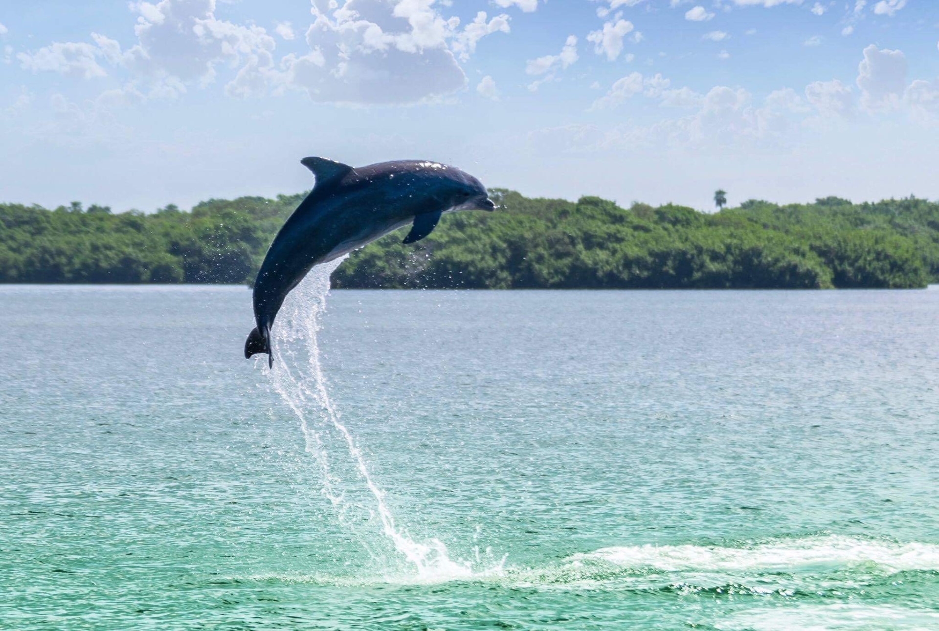 Delfin an Bradenton's Küste. Photo Credit: BACVB Delfin an Bradenton's Küste. Photo Credit: BACVB